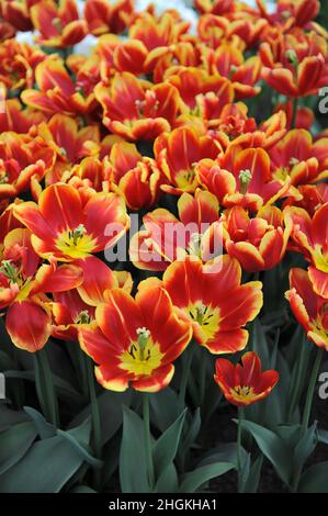 Rouge et jaune Double tulipes tardives (Tulipa) High Roler Bloom dans un jardin en avril Banque D'Images