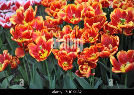 Rouge et jaune Double tulipes tardives (Tulipa) High Roler Bloom dans un jardin en avril Banque D'Images