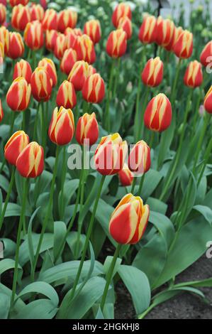 Tulipes rouge et jaune (Tulipa) le Rag au miel chaud fleurit dans un jardin en mars Banque D'Images