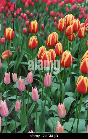 Tulipes rouge et jaune (Tulipa) le Rag au miel chaud fleurit dans un jardin en mars Banque D'Images