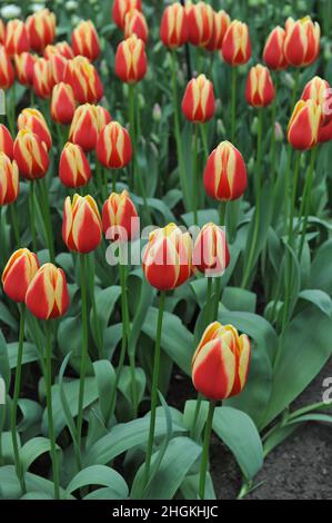 Tulipes rouge et jaune (Tulipa) le Rag au miel chaud fleurit dans un jardin en mars Banque D'Images