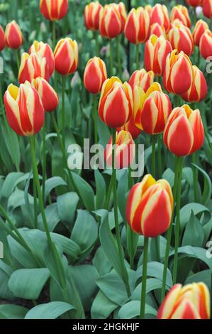 Tulipes rouge et jaune (Tulipa) le Rag au miel chaud fleurit dans un jardin en mars Banque D'Images