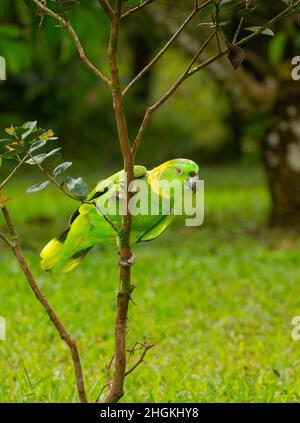 Perroquet jaune (Amazona auropalliata) Banque D'Images