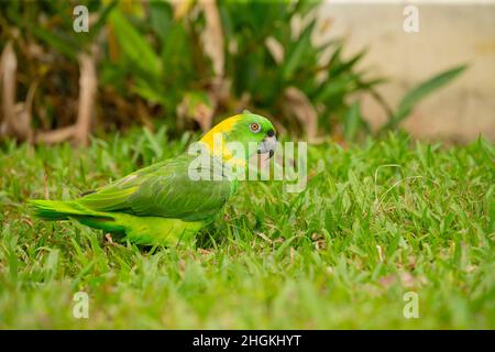 Perroquet jaune (Amazona auropalliata) Banque D'Images