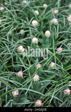 Blanc avec des tulipes à fleurs de pivoines roses (Tulipa) crème glacée fleurissent dans un jardin en avril Banque D'Images