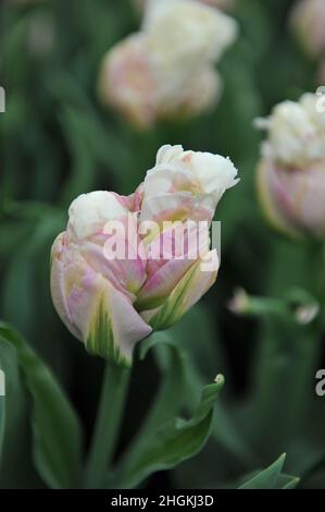 Blanc avec des tulipes à fleurs de pivoines roses (Tulipa) crème glacée fleurissent dans un jardin en avril Banque D'Images