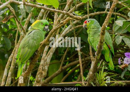 Parrot à nain jaune (Amazona auropalliata) et Parron rouge (Amazona autumnalis) perchés sur une branche face à face Banque D'Images