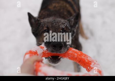 chien jouant avec un jouet dans la neige Banque D'Images