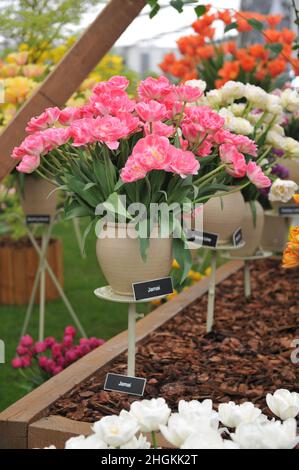 Un bouquet de tulipes doubles tardives à fleurs de pivoines roses et blanches (Tulipa) Jamai lors d'une exposition Banque D'Images