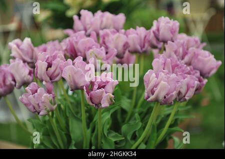 Un bouquet de tulipes Parrot rose lilas (Tulipa) James Last lors d'une exposition en mai Banque D'Images