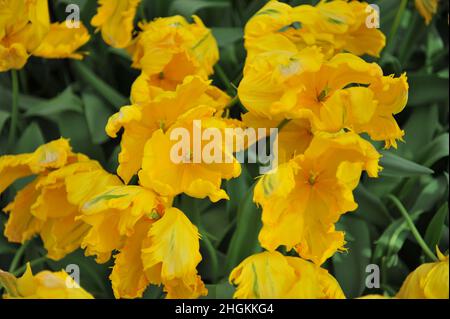 Tulipes jaunes (Tulipa) Jan van Nes Parrot fleurit dans un jardin en avril Banque D'Images