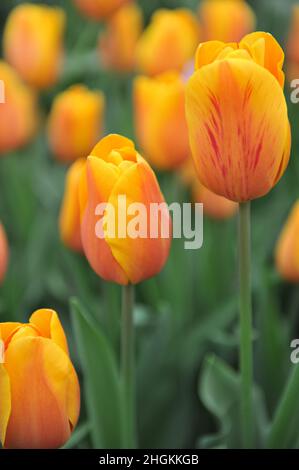 Tulipes rouge et blanc (Tulipa) Jannekes Orange fleurissent dans un jardin en avril Banque D'Images