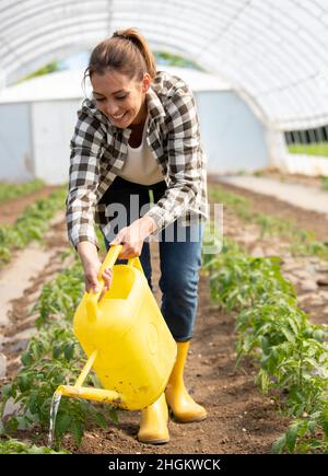Jolie femme paysanne souriante arroser de jeunes plants de tomates en serre sur la ferme avec de l'eau Banque D'Images