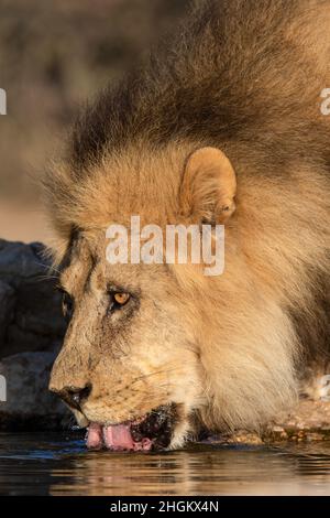 L'eau potable du Lion à la manne noire dans le Kgalagadi Banque D'Images