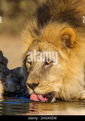 L'eau potable du Lion à la manne noire dans le Kgalagadi Banque D'Images