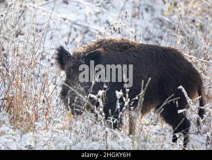 Sanglier adulte (sus scrofa ferus) marchant sur la neige dans l'herbe haute et regardant l'appareil photo.Faune dans l'habitat naturel Banque D'Images