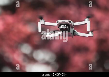 Kharkiv, Ukraine - 6 mars 2021 : DDJI Mavic Mini 2 drone, volant dans la forêt de printemps.Nouveau dispositif quadcopter planant avec des arbres rouges flous, bokeh backgro Banque D'Images
