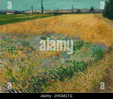 Wheatfield - 1888 - huile sur toile 54 x 65 cm - Van Gogh Vincent Banque D'Images