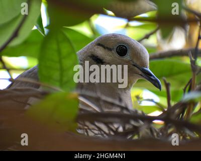 Portrait de la colombe aidée (Zenaida auriculata) assise dans son nid Banque D'Images