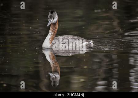 Grand grebe (Podiceps Major), le plus grand type de grebe du monde, vu à lago de las regatas à Buenos Aires Banque D'Images