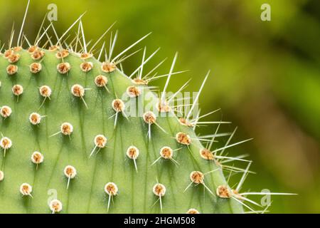 Plante sauvage de cactus de poire pickly, espèce Opuntia, gros plan.Il se propage en grandes colonies, étant considéré comme une invasion Banque D'Images