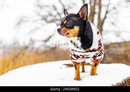 Chien en hiver en vêtements.Chihuahua se tient sur une souche et regarde sur le côté. Banque D'Images