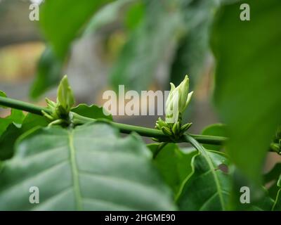 Boutons de fleurs de café Robusta sur une plante d'arbre avec vert naturel feuille en arrière-plan Banque D'Images