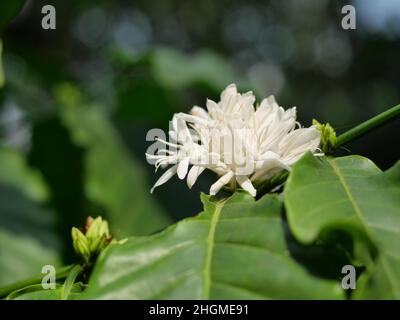 Café Robusta fleuri sur une plante arborescente avec feuille verte et couleur noire en arrière-plan. Pétales et étamines blanches de fleurs en fleurs Banque D'Images