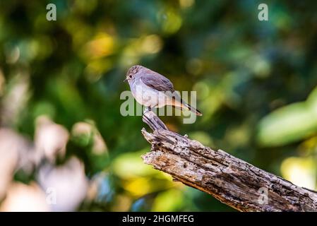 Flycatcher à poitrine rouge (Ficedula parva)(homme) Banque D'Images