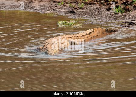 Un crocodile du Nil (Crocodylus niloticus) se prélassent dans l'eau peu profonde, Kruger National Park, Afrique du Sud Banque D'Images