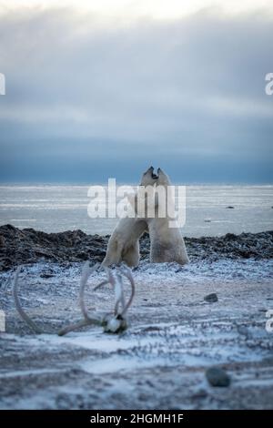 Deux ours polaires qui se dispersent avec des bois de caribou Banque D'Images