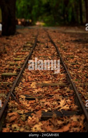 Vieux chemins de train abandonnés rouillés parmi les arbres avec des feuilles jaunes tombées sur le sol Banque D'Images