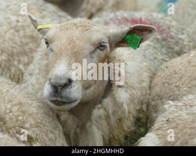 Moutons au spectacle de Gillingham et Shaftesbury Banque D'Images