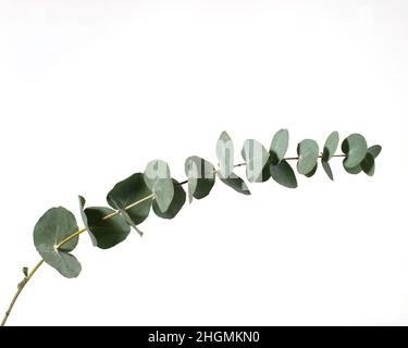 Branche d'eucalyptus vert isolée sur fond blanc. Banque D'Images