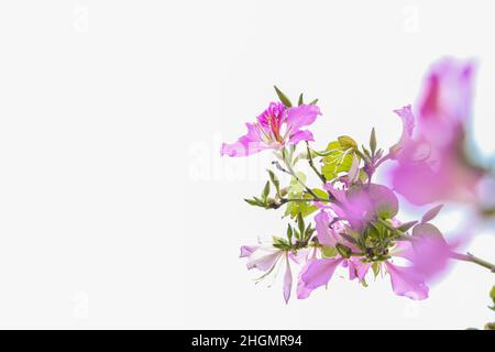 Fleurs de Bauhinia fleurissant au printemps dans le parc. Banque D'Images