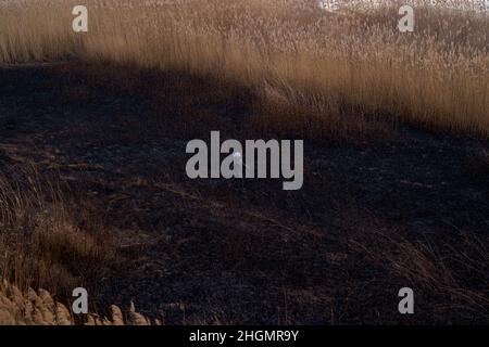 Femme marchant sur un territoire brûlé évaluant les dommages de la flore et de la faune après l'incendie.Influence humaine sur la nature. Banque D'Images