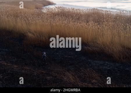 Femme marchant sur un territoire brûlé évaluant les dommages de la flore et de la faune après l'incendie.Influence humaine sur la nature. Banque D'Images