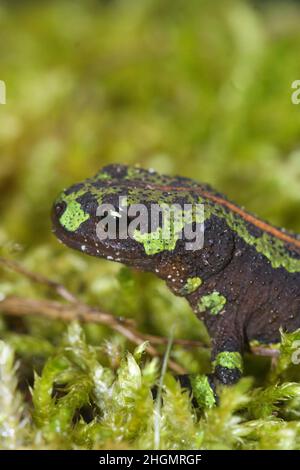 Gros plan vertical sur un jeune français vert coloré de Newt marbré, Triturus marmoratus sur des mousses vertes Banque D'Images