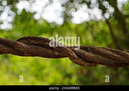 Liana dans la forêt tropicale Banque D'Images