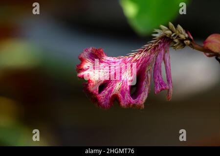 Belle fleur rose de couleur veloutée avec lumière du soleil dessus.Mise au point sélective utilisée. Banque D'Images