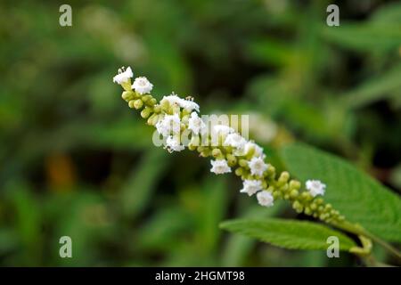 Fleurs de sauge noire ou de sauge sauvage (Varronia curassavica ou Cordia curassavica) sur la forêt tropicale Banque D'Images