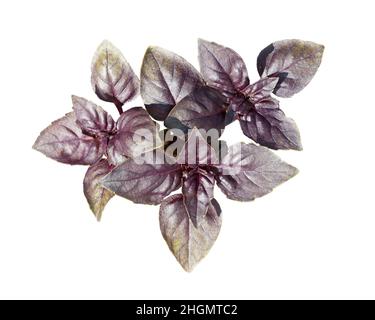 Feuilles de basilic violets (dessus).Feuilles de basilic rouge isolées sur fond blanc.Contours d'écrêtage. Banque D'Images