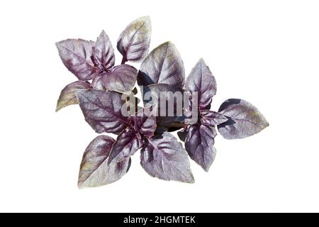 Feuilles de basilic violets (dessus).Feuilles de basilic rouge isolées sur fond blanc.Contours d'écrêtage. Banque D'Images