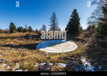 Petit lac gelé pour les vaches dans le parc naturel régional du plateau de Lessinia. Paysage d'hiver avec pâturages et pins et hêtres. Vénétie, Italie, Europe. Banque D'Images