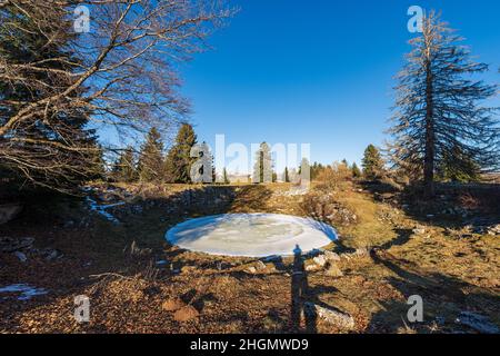 Petit lac gelé pour les vaches dans le parc naturel régional du plateau de Lessinia. Paysage d'hiver avec pâturages et pins et hêtres. Vénétie, Italie, Europe. Banque D'Images