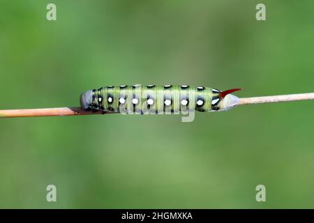 Chenille de l'éperon - Hyles gallii sur une tige d'herbe. Banque D'Images