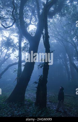 Un jeune homme dans un manteau de pluie se tient et regarde les arbres anciens dans une forêt tropicale en brouillard.Exploration, concepts d'environnement. Banque D'Images