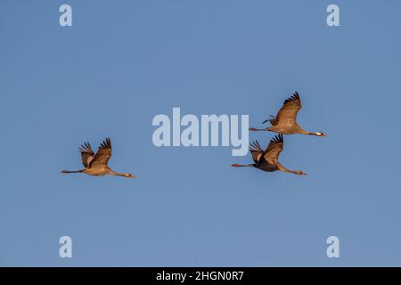 Trois grues adultes (Grus Grus) survolent un ciel bleu Banque D'Images