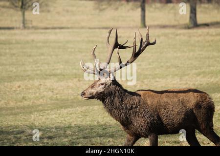 Un Red Deer dans une zone d'herbe de parc ouvert. Banque D'Images