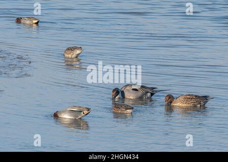 Les canards pilets (Anas acuta) et les sarcelles (Anas crecca) se nourrissant en eau peu profonde dans la réserve naturelle des marais de Farlington pendant l'hiver, Hampshire, Royaume-Uni Banque D'Images